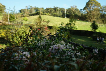 green moss on the rocks