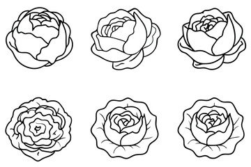 Cabbage grows fresh in the garden daily