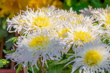 White chrysanthemum flowers in a close up, spring concept, chrysanthemum flowers festival