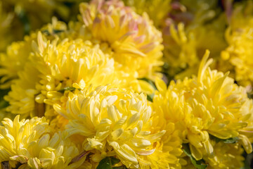Yellow chrysanthemum flowers in a close up, spring concept, chrysanthemum flowers festival
