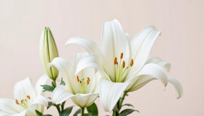 Obraz premium Close-up of elegant white lilies with open blooms and buds set against a neutral background, showcasing delicate petals and vibrant orange stamens