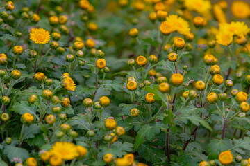Yellow chrysanthemum flowers in a close up, spring concept