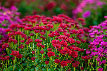 Pink, red chrysanthemum flowers in a close up, spring concept