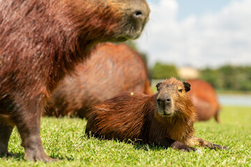 Capybaras in the park