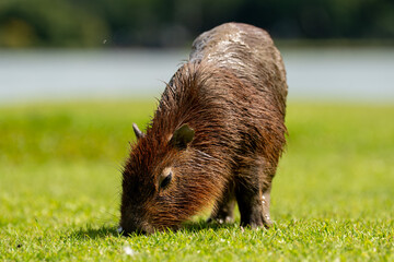 Capybaras in the park
