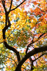 Fototapeta premium Background of the tree branch and red autumn leaves in front of the blue sky
