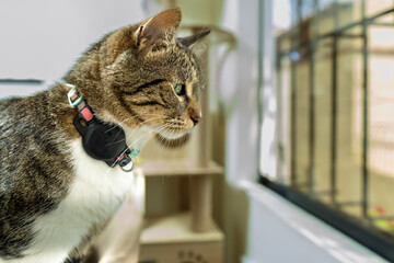 Tabby cat wearing gps tracker collar looking out window
