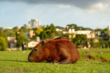 Capibara