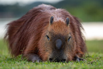 Capibara