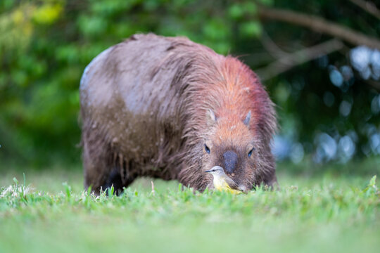 Capibara