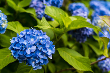 Japan Kansai  Kyoto
