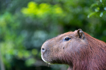 Fototapeta premium Capibara