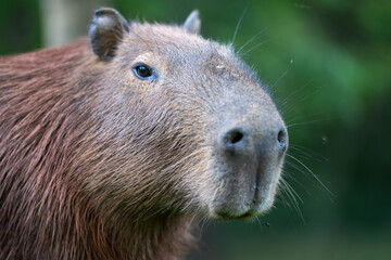 Capibara