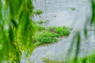 Japan Kansai Kyoto