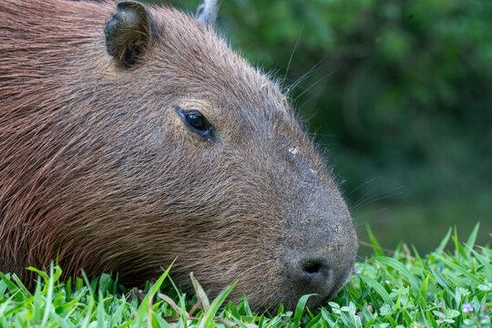 Capibara