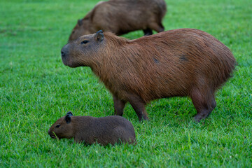 Capybaras in the park