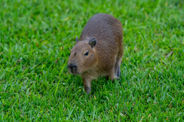 Capybaras in the park