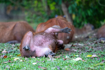 Capybaras in the park