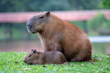 Capybaras in the park