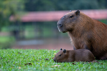 Capybaras in the park