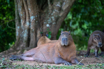 Capybaras in the park