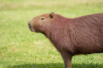 Capybaras in the park