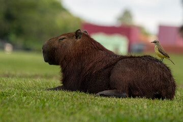 Capybaras in the park