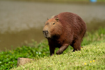 Capybaras in the park