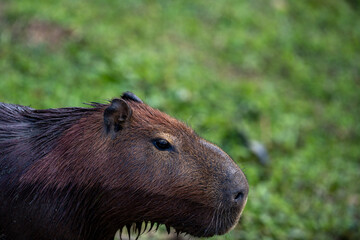 Capybaras in the park