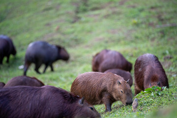 Capybaras in the park