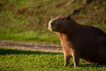 Fototapeta premium Capybaras in the park