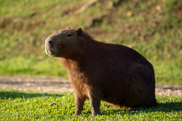 Naklejka premium Capybaras in the park