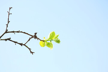 young leaves and blue sky, spring background