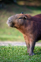 Naklejka premium Capybaras in the park