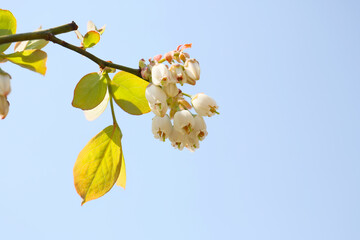 blooming blueberry tree in a garden, sunny day