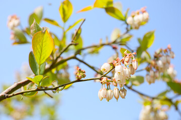 blooming blueberry tree in a garden, sunny day