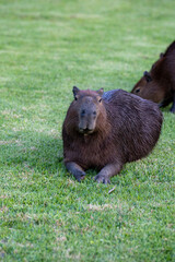 Capybaras in the park