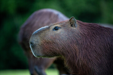 Capybaras in the park