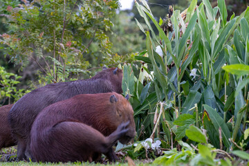 Capybaras in the park