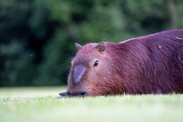 Capybaras in the park