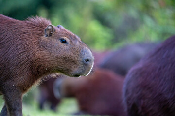 Capybaras in the park