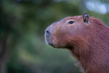 Capybaras in the park