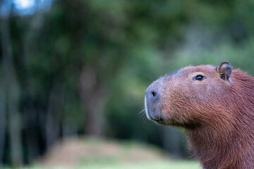 Capybaras in the park