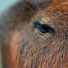 Capybaras in the park
