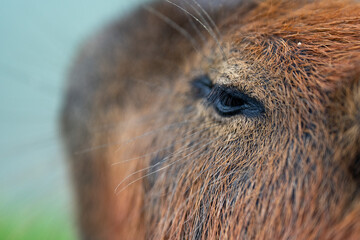 Capybaras in the park