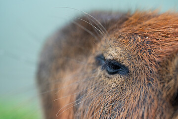 Capybaras in the park