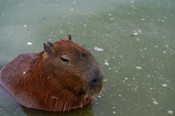 Capybaras in the park