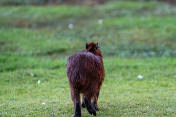 Capybaras in the park
