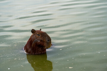 Capybaras in the park