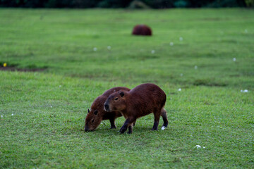 Capybaras in the park